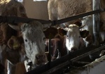 В Харьковской области растет производство мяса и молока