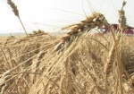 МинАП: Украина увеличит производство сельхозпродукции на 8%