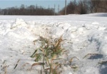 Гидрометцентр прогнозирует потери урожая из-за затянувшейся зимы