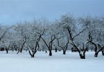 Яблоневые сады в Украине от морозов не пострадали