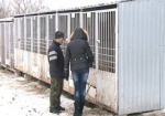 За год из харьковского приюта забрали 600 животных