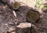 В Печенегах незаконно вырубили несколько десятков деревьев