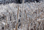 Синоптики: Ночных заморозков в Харькове в ближайшие дни не будет