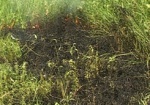 В Харьковской области горят леса