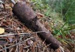 В Немышле нашли боеприпасы