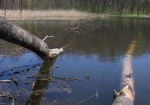 Национальный парк разрушают животные. Бобровые запруды могут привести к экологической катастрофе на Северском Донце