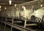 Зона свободной торговли с ЕС поможет птицеводам и молочникам