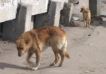В Харькове насчитали больше полутора тысяч бездомных собак