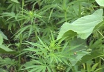 Правительство установило нормы на выращивание наркотических растений