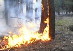 Харьковские военные будут тушить лесные пожары