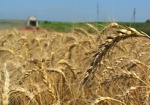 Украина планирует увеличить поставки сельхозпродукции