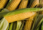 Украина - в мировых лидерах по экспорту кукурузы и пшеницы