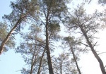 На Харьковщине лесорубы незаконно вырубили три десятка деревьев