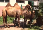 Впервые за 10 лет в Харьковском зоопарке родился верблюжонок