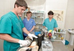 В Харькове британские ветеринары бесплатно оперируют животных