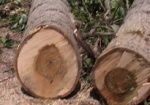 На Алексеевке планируют снести деревья, чтобы построить две высотки