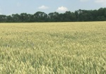 В Украине ожидается рекордный за последние два десятилетия урожай зерна