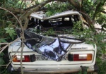 Деревья общественные, а ущерб от них личный. В центре Харькова старое дерево упало на два автомобиля