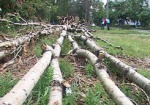 На снос аварийных деревьев выделят 2 миллиона гривен