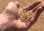 Российское зерно могут запретить ввозить в Украину