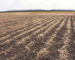 На Харьковщине рассчитывают собрать самый большой урожай зерновых за 100 лет