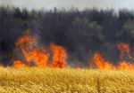 На Харьковщине из-за поджога сгорели 30 гектаров пшеницы