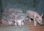 Африканская чума свиней подобралась вплотную к Харьковской области