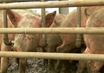 На российских фермах затягивают с карантином из-за африканской чумы свиней