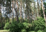 Чиновники отдали под распасшку гектары лесов на 3 миллиона гривен