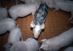 Если африканская чума свиней доберется до Харьковщины, людям компенсируют убытки