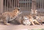 Зоопарк приглашает отметить День тигра