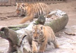 В зоопарке отметят День тигра