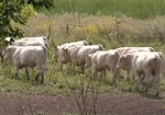 На Харьковщине появилась ферма с элитными коровами