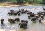 Харьковский зоопарк поможет сохранить популяцию слонов