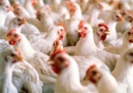 Казахстан на время отказался от украинской курятины