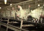 Госветфитослужба отреагировала на запрет экспорта украинской курятины в Казахстан