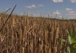 Украина планирует занять 15% сельскохозяйственного рынка Кореи