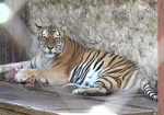 Праздник усатых-полосатых. В Харьковском зоопарке прошел День тигра