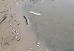 Массовый мор рыбы зафиксирован в реке Харькова