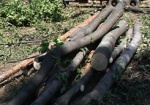 Возле выхода со станции метро «Пролетарская» вырубят деревья