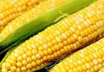 Украинцы войдут в тройку ведущих мировых экспортеров кукурузы