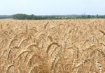 В Харькове будут выводить чудо-зерно. Разработками отечественных ученых заинтересовались коллеги из Техаса