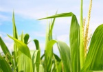 Минагрополитики: В Украине будут сеять больше кукурузы