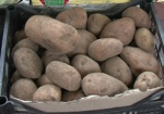 У фермеров будут воспитывать «культуру закладки картофеля в хранилища»