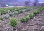 Украинские лесоводы будут сотрудничать с турецкими коллегами