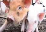 На Харьковщине увеличилось поголовье свиней