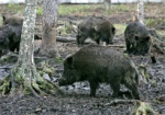 Диких кабанов будут проверять на наличие возбудителя африканской чумы свиней