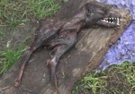 На Харьковщине сельские жители нашли чудо-зверя