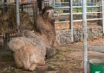 Верблюд, который бродил по поселку Жуковского, попал в зоопарк