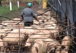 Правительство направило более 150 миллионов гривен на поддержку животноводства